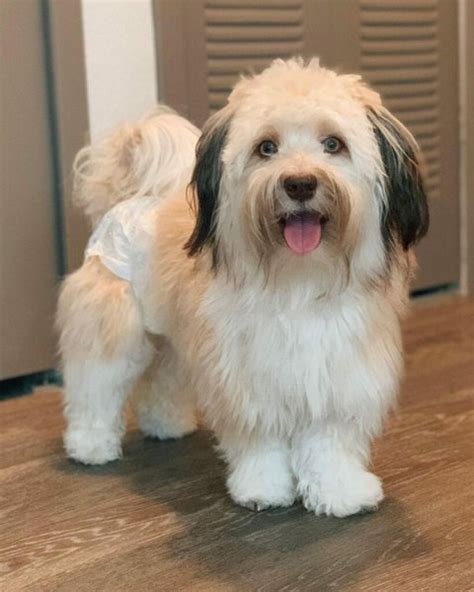 11 Havanese Haircuts That Would Make Your Pup A Star - The Goody Pet