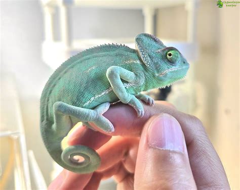chameleonkeeper