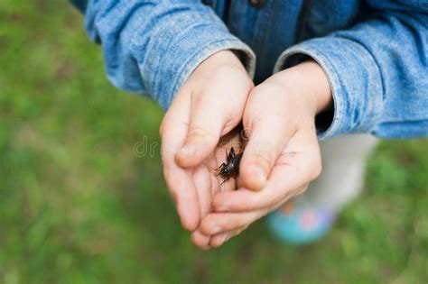 Caucasian Child Holding Insect Outdoors with Gentle Hands in Nature ...