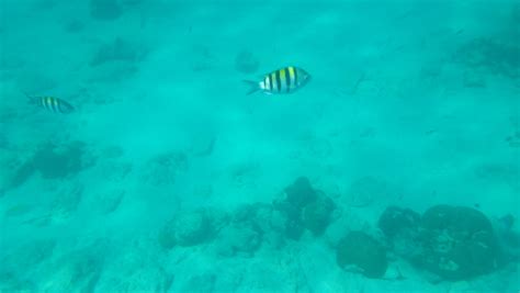 Snorkeling in Aruba - The Pink Umbrella Girl