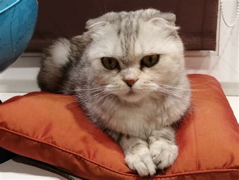 Создать мем "скоттиш фолд, кошка шотландская, порода шотландская ...