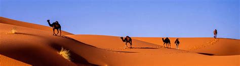 13 Desert Animal Adaptations Beating the Heat