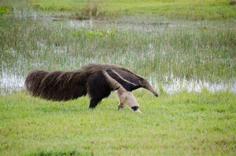 astonishing giant anteater facts fact animal