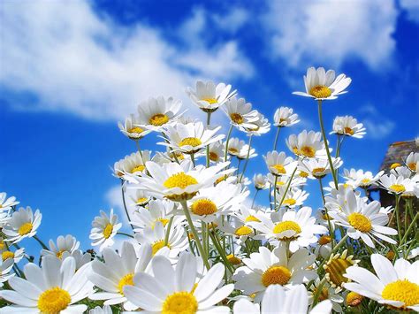 spring flowers wallpaper