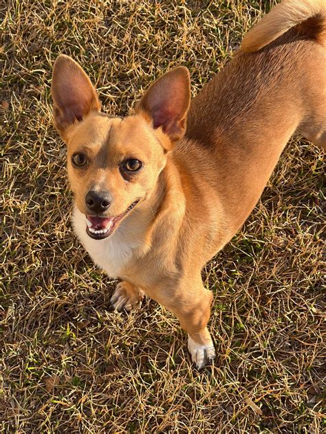Chihuahua Mix Tan