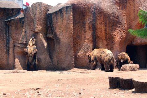 Bear Zoo Animals - Free photo on Pixabay - Pixabay