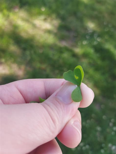 I found a clover with a heart bitten out : r/carolinekonstnar