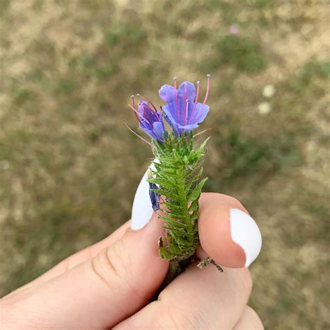 What is this cute little purple flower in WNY? : r/PlantIdentification