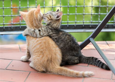 Cats Recognizes Names of Felines in the Same Household, Study Finds