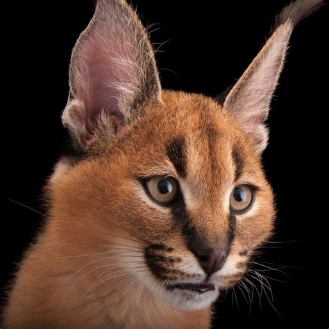 [100+] Caracal Wallpapers | Wallpapers.com