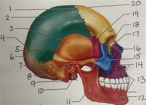 Lateral View Diagram | Quizlet