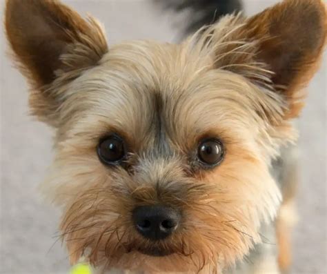 How To Get Yorkie Ears To Stand Up? - Our Yorkie