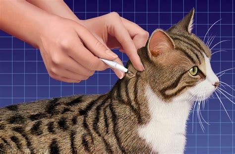 Полезные советы по уходу и содержанию домашних питомцев MeowKiss