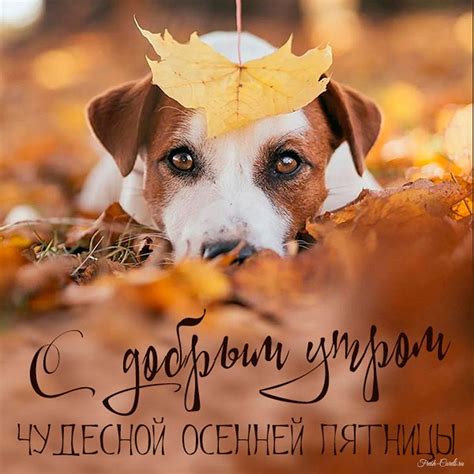 Доброе утро пятницы красивые картинки и прикольные открытки