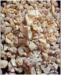 Boswellia Serrata Roxb at Best Price in Madurai, Tamil Nadu | Glitto