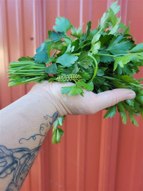 Parsley Plant - Ramblin' Sol Farm