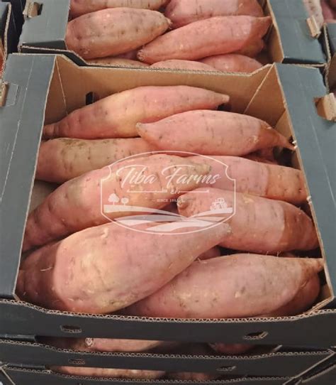 Sweet Potato – Beauregard – Tiba Farms