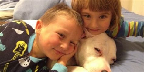 kids  pit bulls love   huffpost