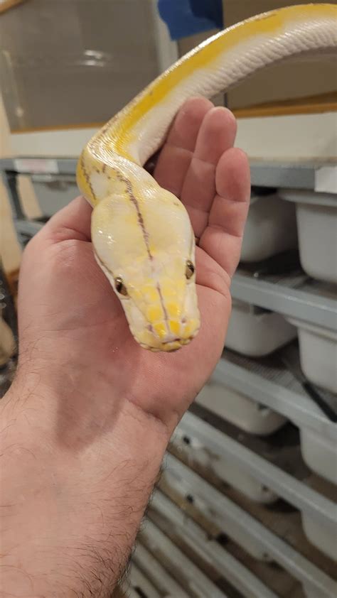 My male retic - Reticulated Pythons - MorphMarket Reptile Community