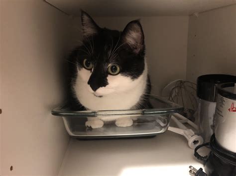 Guess I won’t be making lasagna tonight : r/TheCatTrapIsWorking