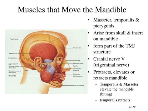 PPT - Chapter 11 The Muscular System PowerPoint Presentation, free ...