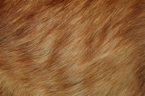 piel roja foto de archivo imagen de invierno rojo pelo