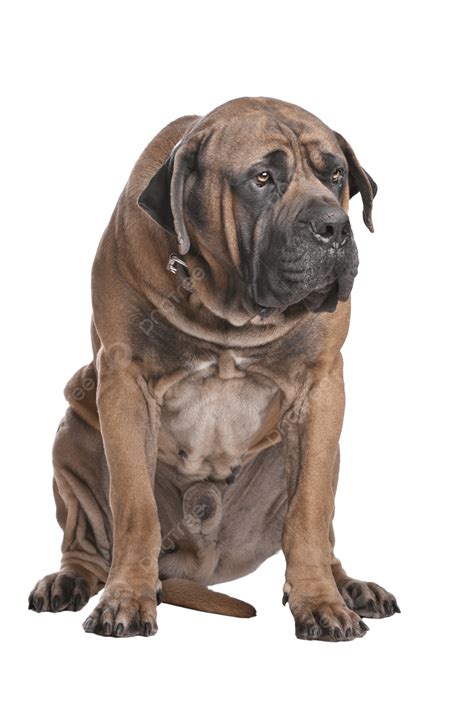 Boerboel Lutador Doméstico Boerboel PNG , Pedigree, Mastim Sul Africano