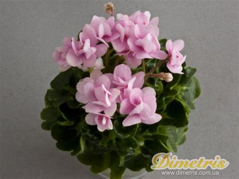 http://dimetris.com.ua/upload_cat/pics/936251546_b.jpg