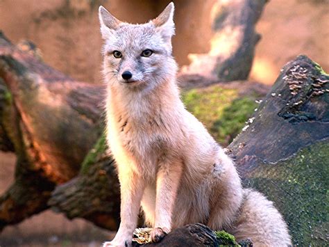 lolo animaux  animaux sauvages