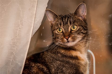 Cat Domestic Animal - Free photo on Pixabay - Pixabay