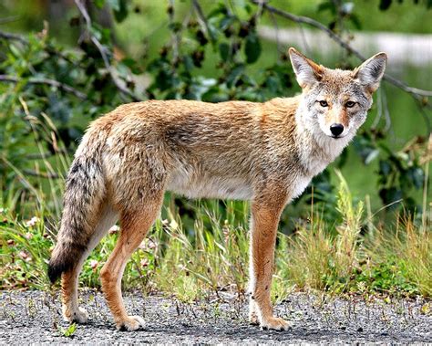 Coyote Facts! | Always Learning!