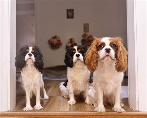 guide to rabbit vomiting without vet 8