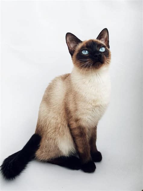 7 Irresistible Facts About Applehead Siamese Kittens You'll Love