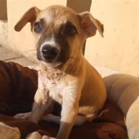 Puppy with Swollen Face Abandoned on Street - Jaxery