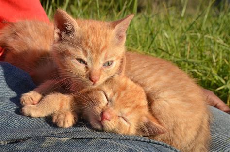 Kittens Cats Feline - Free photo on Pixabay - Pixabay