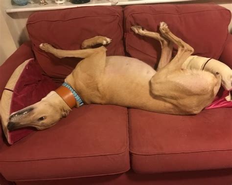 Happy Homing Story - Jingles - Forever Hounds Trust