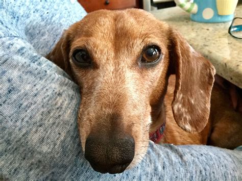 Jack the Dachshund relaxing | Golden retriever, Dachshund, Retriever