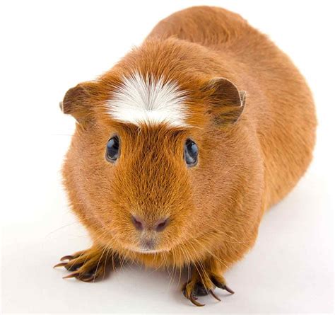 guinea pigs  covers  mae burley blog