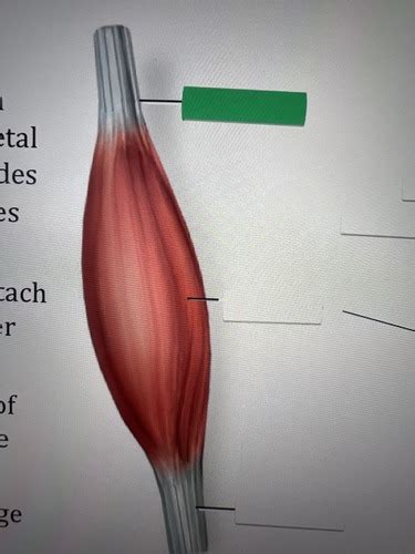 anatomy lab  flashcards quizlet