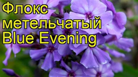 Флокс метельчатый Голубой Вечер. Краткий обзор, описание характеристик ...