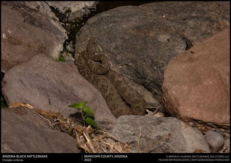 Arizona Black Rattlesnake In Ambush - Field Herper