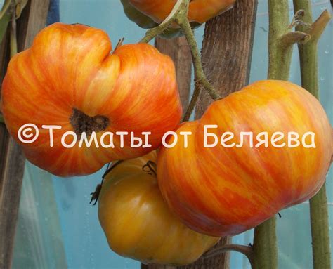 Томат Король красоты • Описание, Фото, ОТЗЫВЫ(9), Семена