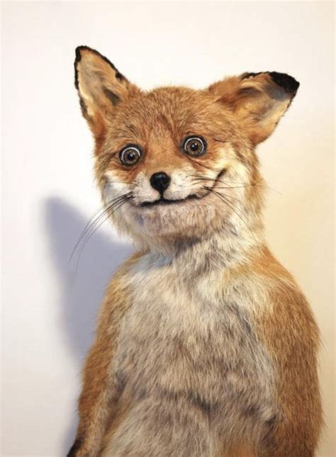create meme fox  stuffed fox fox pictures meme arsenalcom