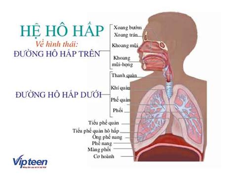 benh viem duong ho hap pho bien va cach phong tranh