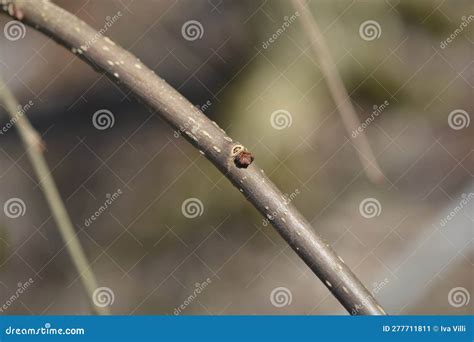 Weeping white mulberry stock image. Image of branch - 277711811