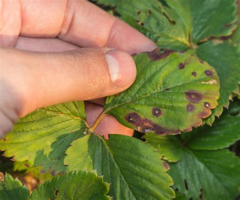 Why are my strawberry leaves turning brown? 4 common reasons | Homes