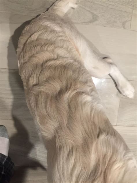 So my golden retrievers hair is like this. It isn't like a usual golden soft texture but it's