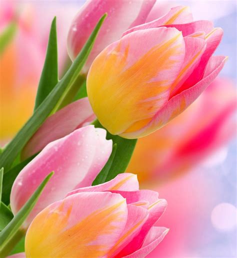 Funeral Services and Recent Obituaries at Smith Funeral Home 20