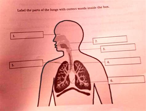 SOLVED: Label the parts of the lungs with correct words inside the box ...