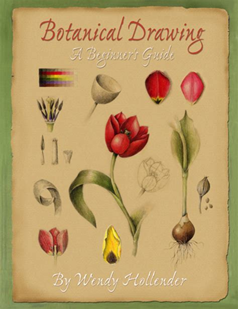 Botanical Drawing: A Beginner's Guide, New Edition by Wendy Hollender ...